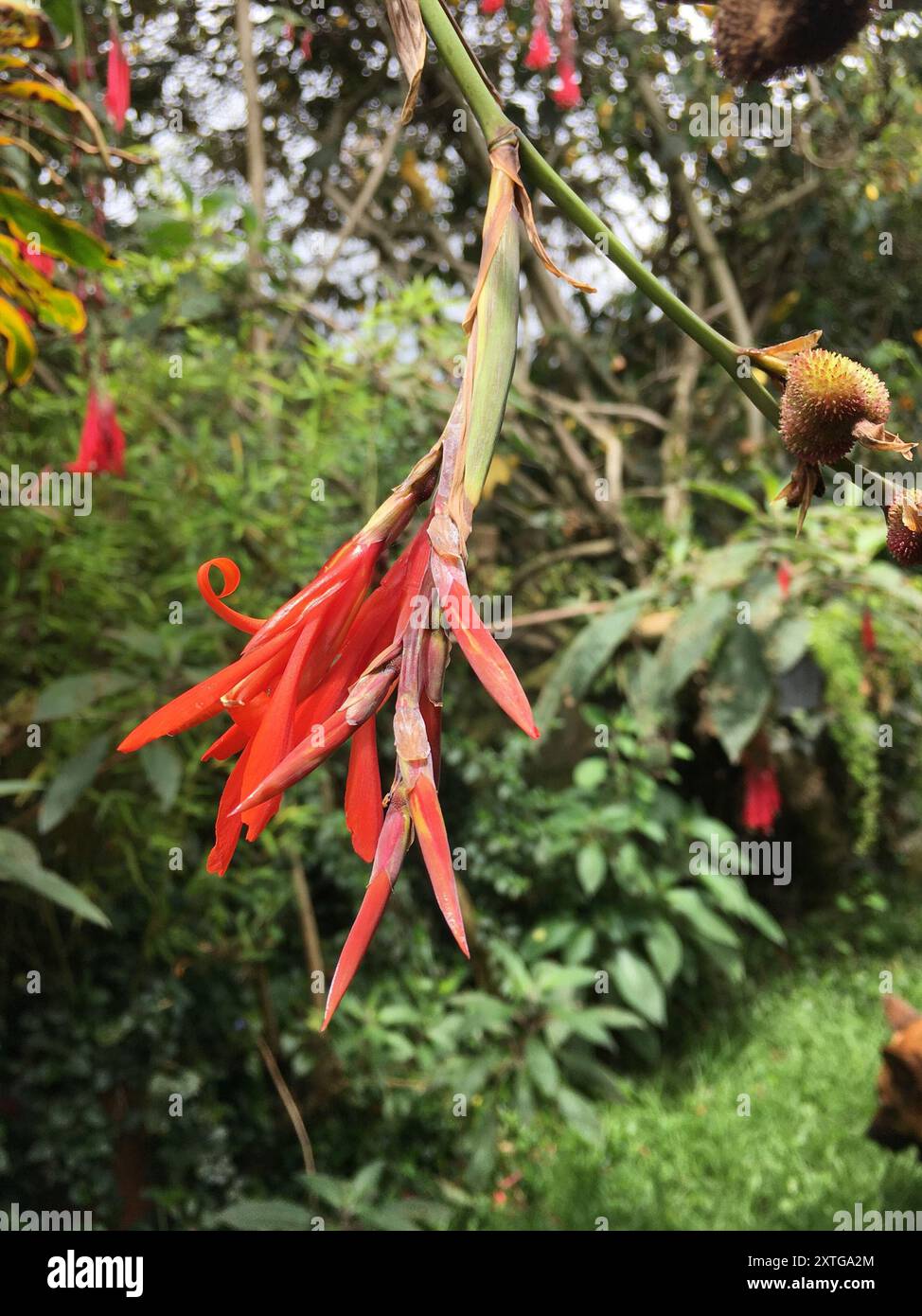 Indian shot (Canna indica) Plantae Stock Photo - Alamy