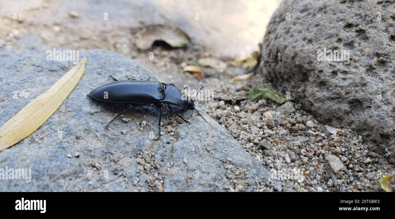 Click Beetles (Elateridae) Insecta Stock Photo - Alamy