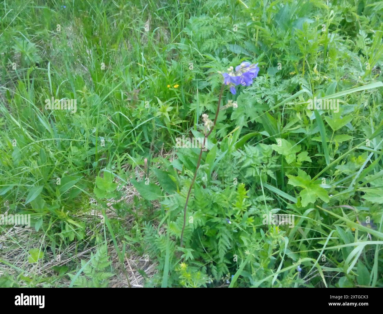 Blue Jacob's Ladder (Polemonium caeruleum) Plantae Stock Photo - Alamy