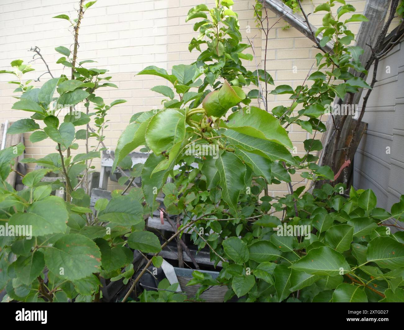 Pear Rust (Gymnosporangium sabinae) Fungi Stock Photo - Alamy