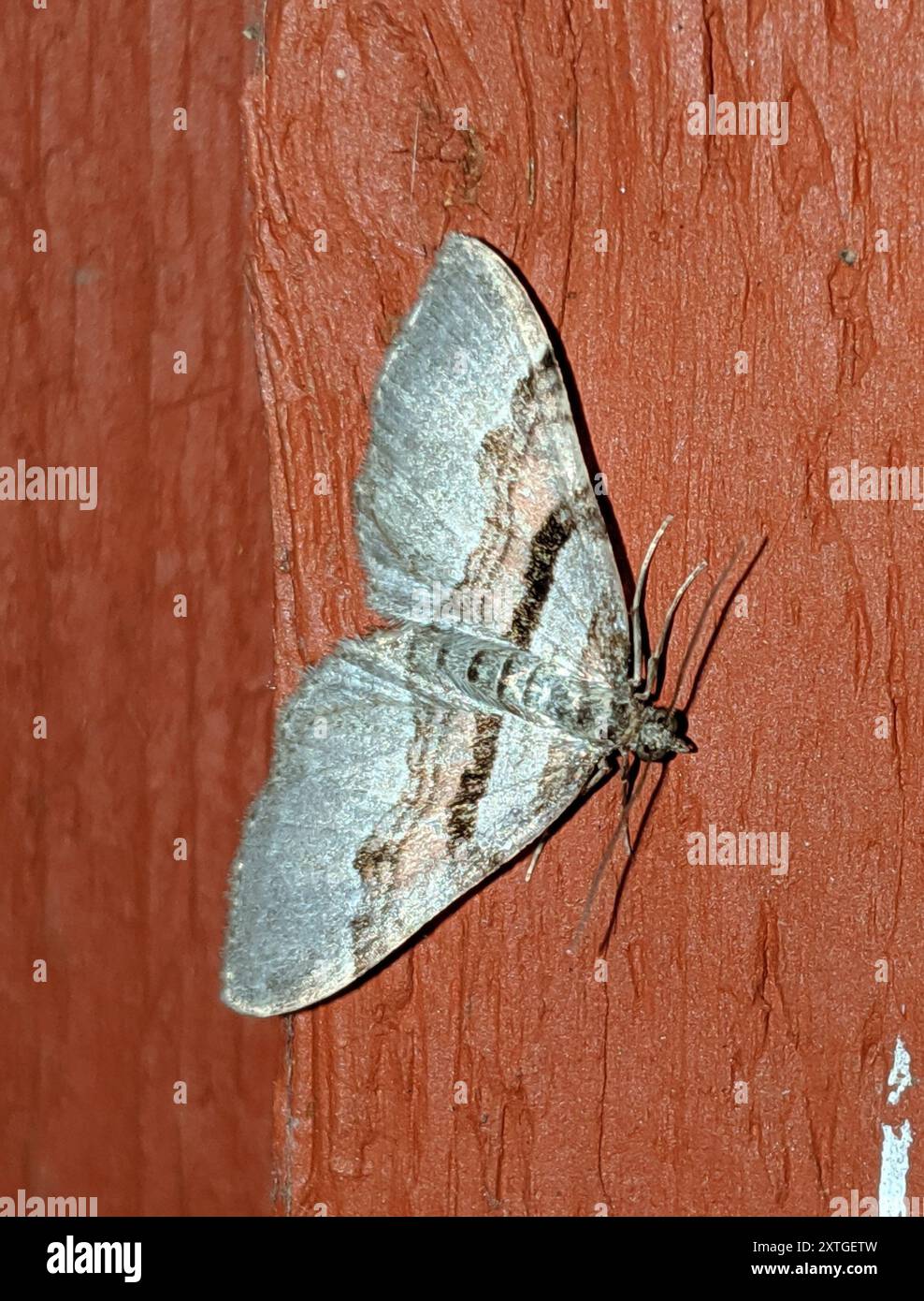 Labrador Native Insects Labrador Carpet (Xanthorhoe labradorensis) Insecta Stock Photo - Alamy