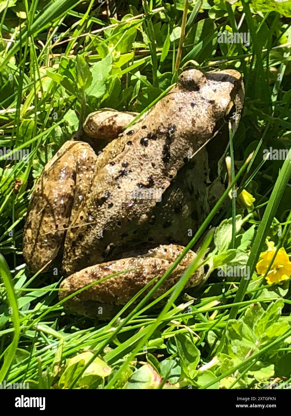 European Common Frog (Rana temporaria) Amphibia Stock Photo - Alamy