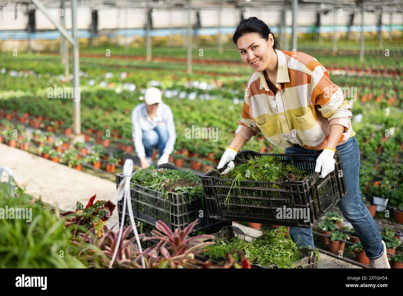 Asian female gardener stacking boxes with weeds in greenhouse Stock ...