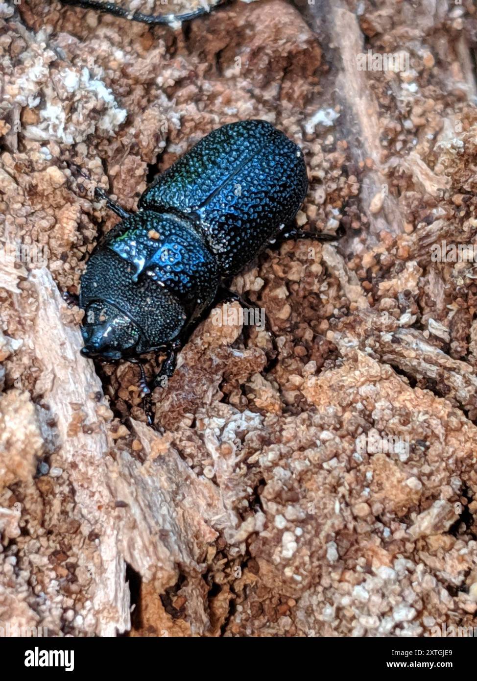 Rugose Stag Beetle (Sinodendron rugosum) Insecta Stock Photo - Alamy