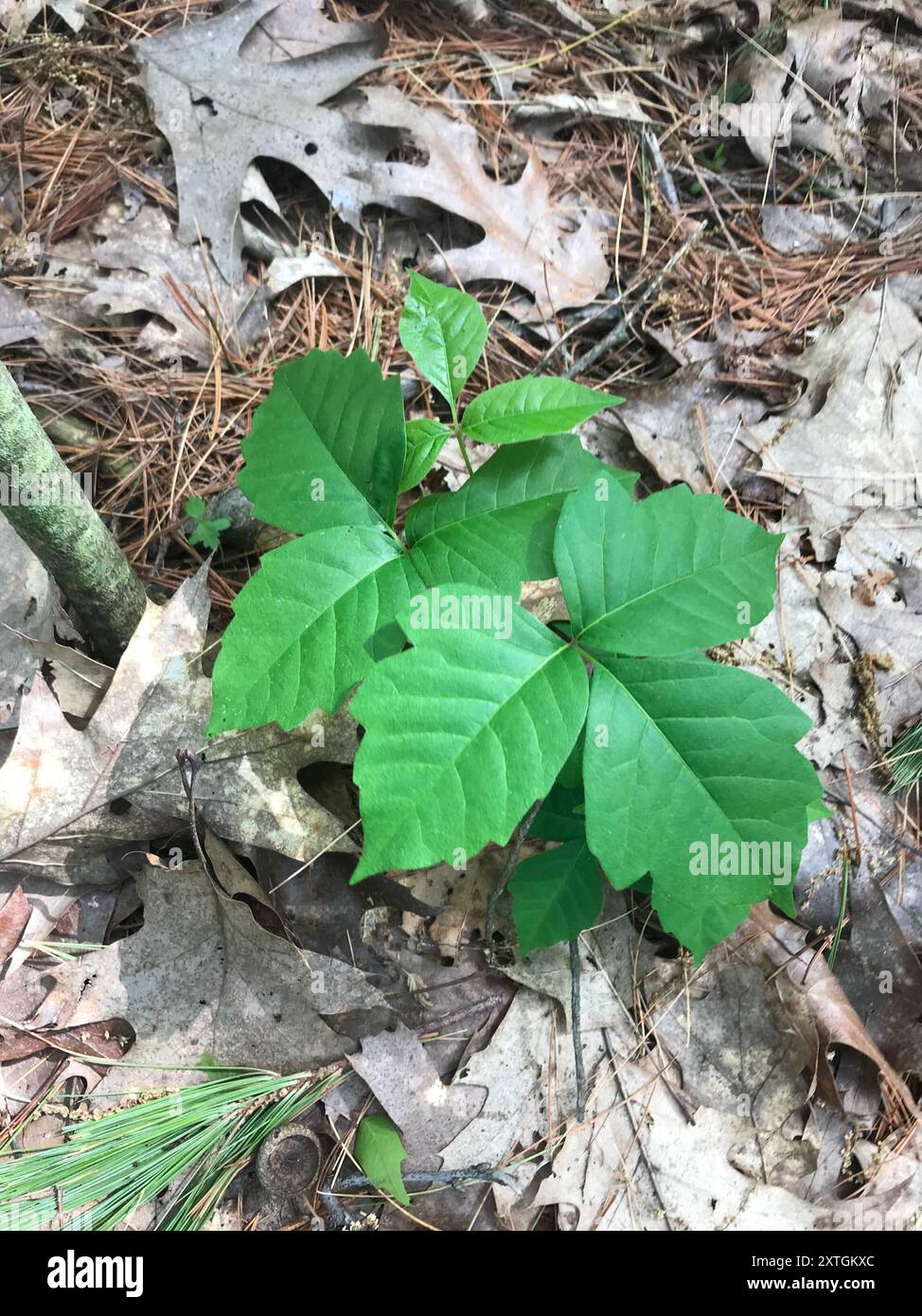 western poison ivy (Toxicodendron rydbergii) Plantae Stock Photo - Alamy