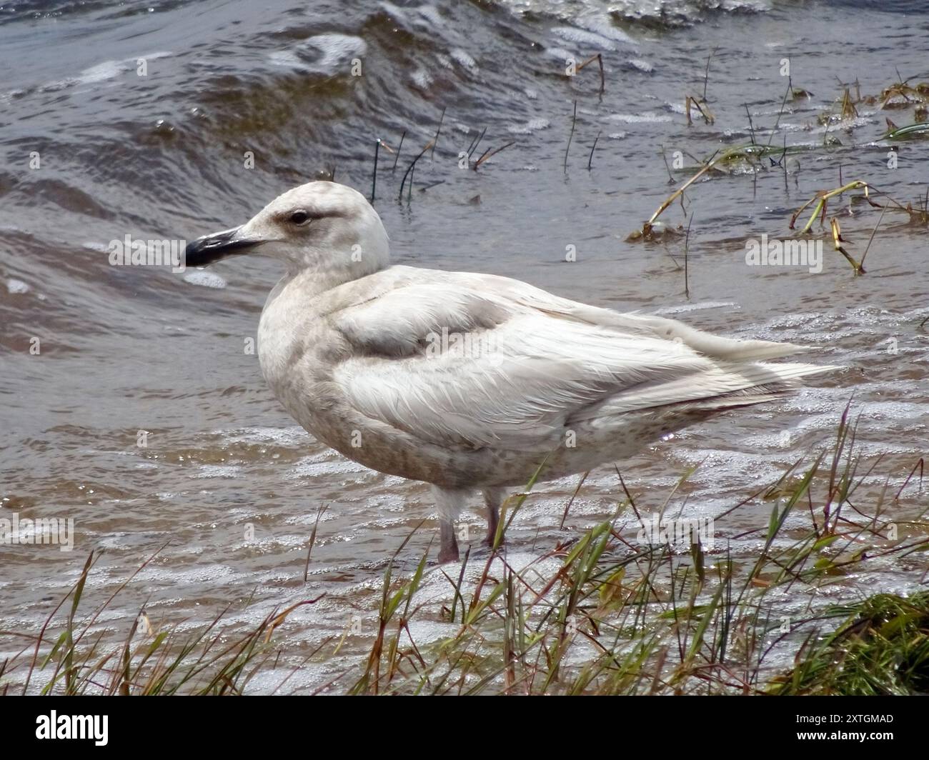 Glaucous-winged Gull (Larus glaucescens) Aves Stock Photo - Alamy