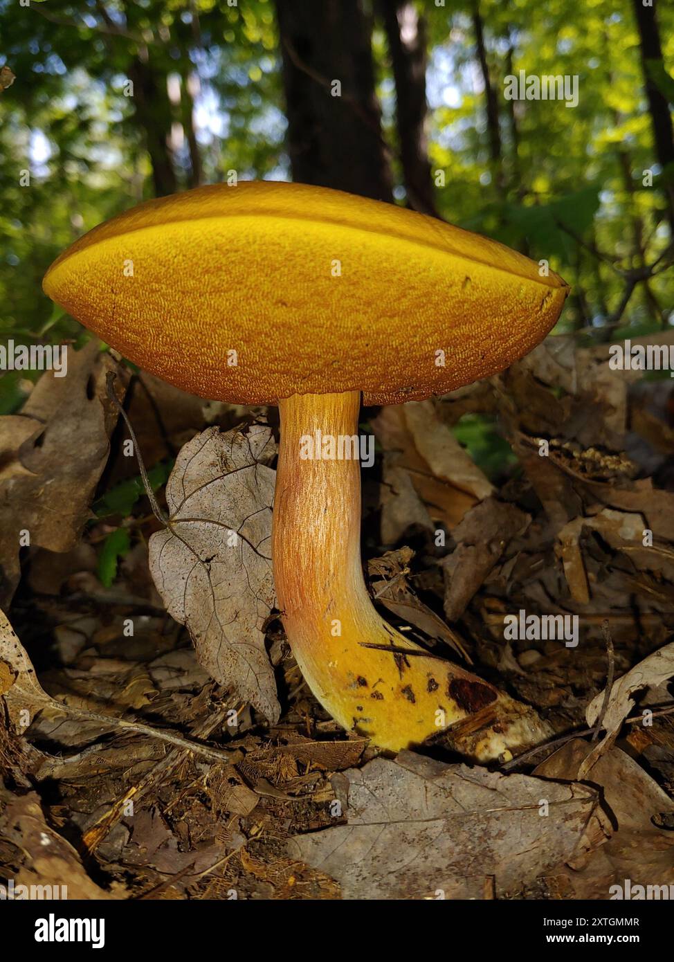 Red-mouth Bolete (Neoboletus subvelutipes) Fungi Stock Photo - Alamy