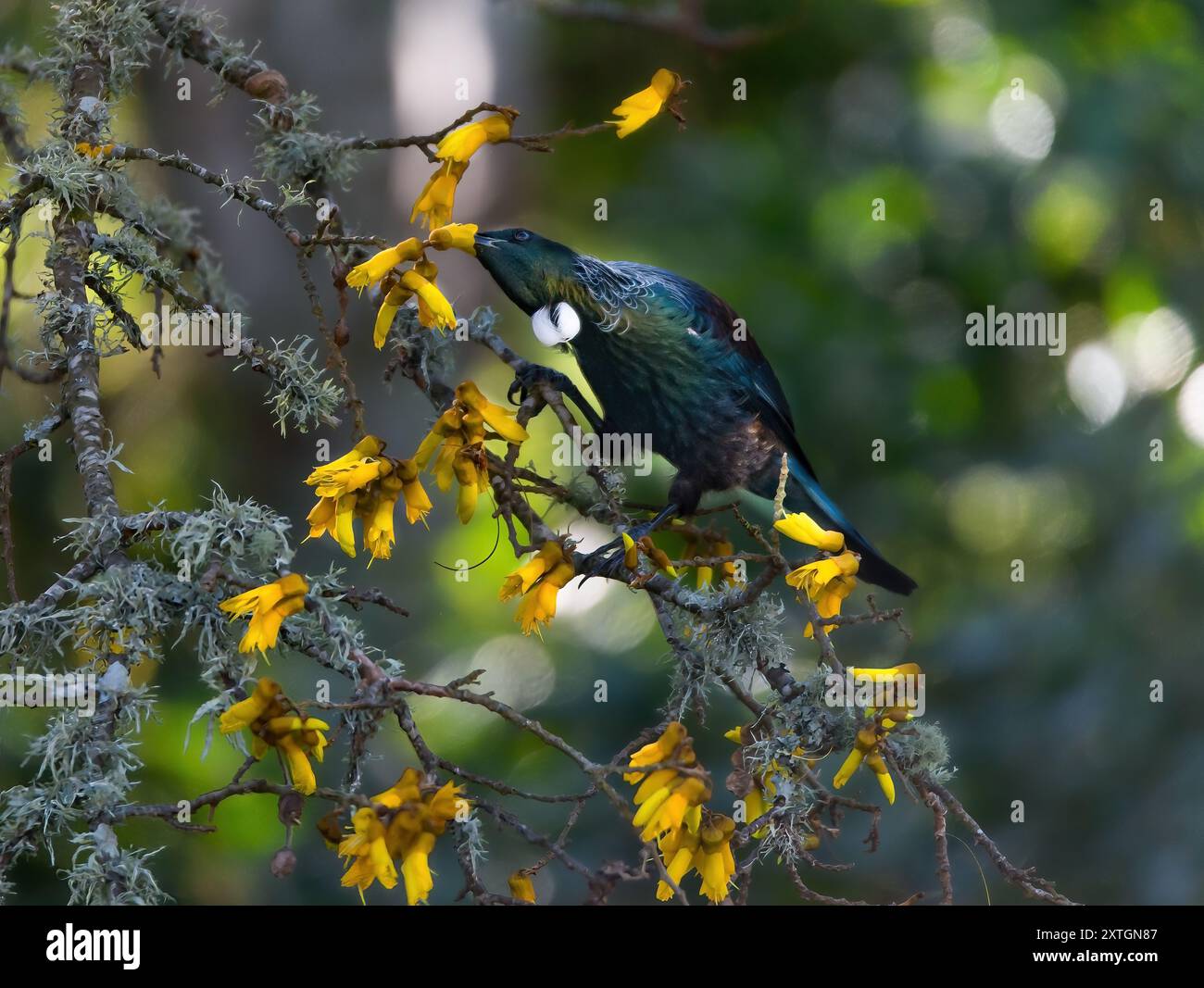 New Zealand native tut bird feeding in a native Kowhai tree Stock Photo