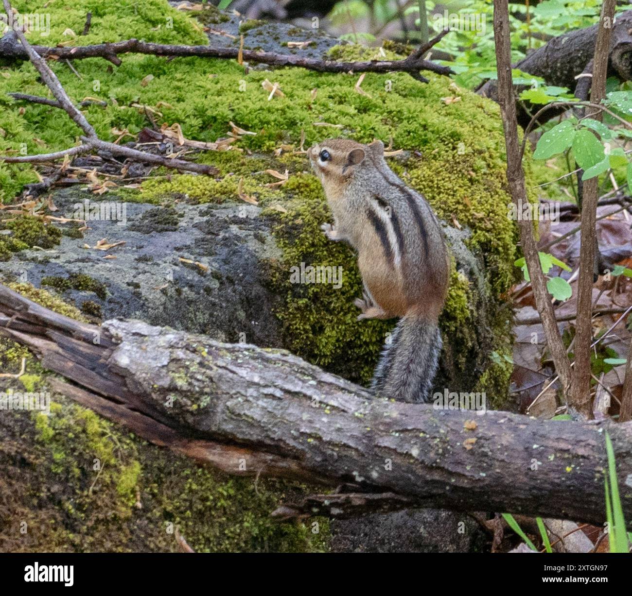 Eastern Chipmunk (Tamias striatus) Mammalia Stock Photo - Alamy