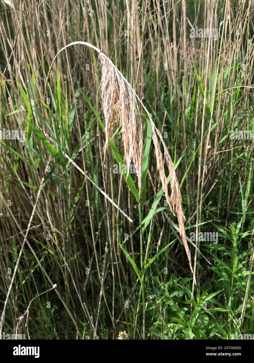 European reed (Phragmites australis australis) Plantae Stock Photo - Alamy