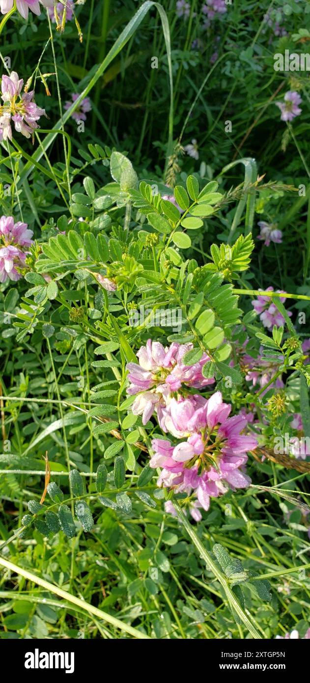 purple crownvetch (Securigera varia) Plantae Stock Photo - Alamy