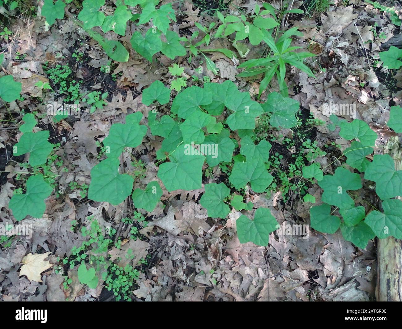 Moonseed Tree moonseed (Menispermum canadense) Plantae Stock Photo - Alamy