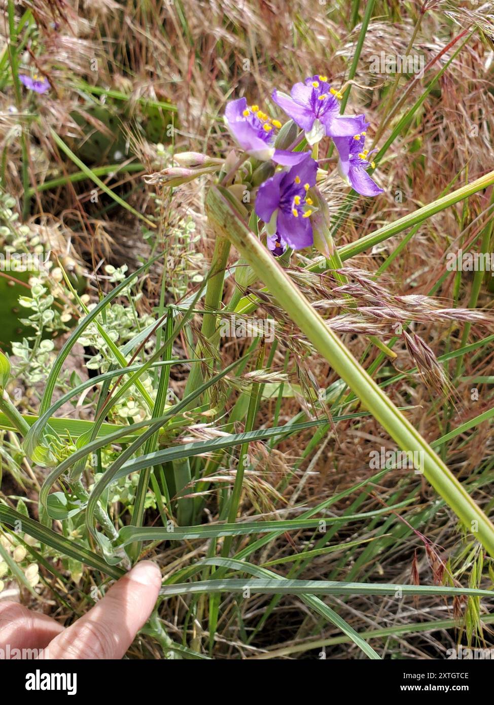 Western Spiderwort (Tradescantia occidentalis) Plantae Stock Photo - Alamy