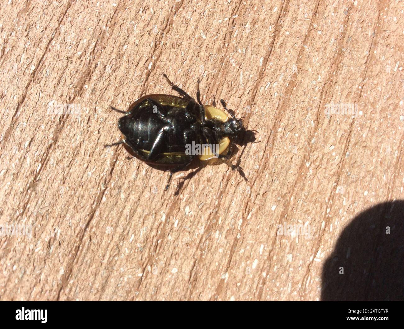 Carrion Inset American Carrion Beetle (Necrophila americana) Insecta Stock Photo - Alamy