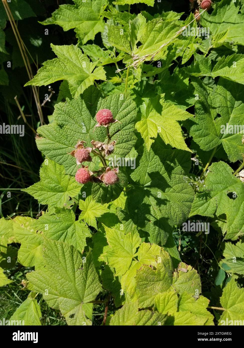 thimbleberry (Rubus parviflorus) Plantae Stock Photo - Alamy