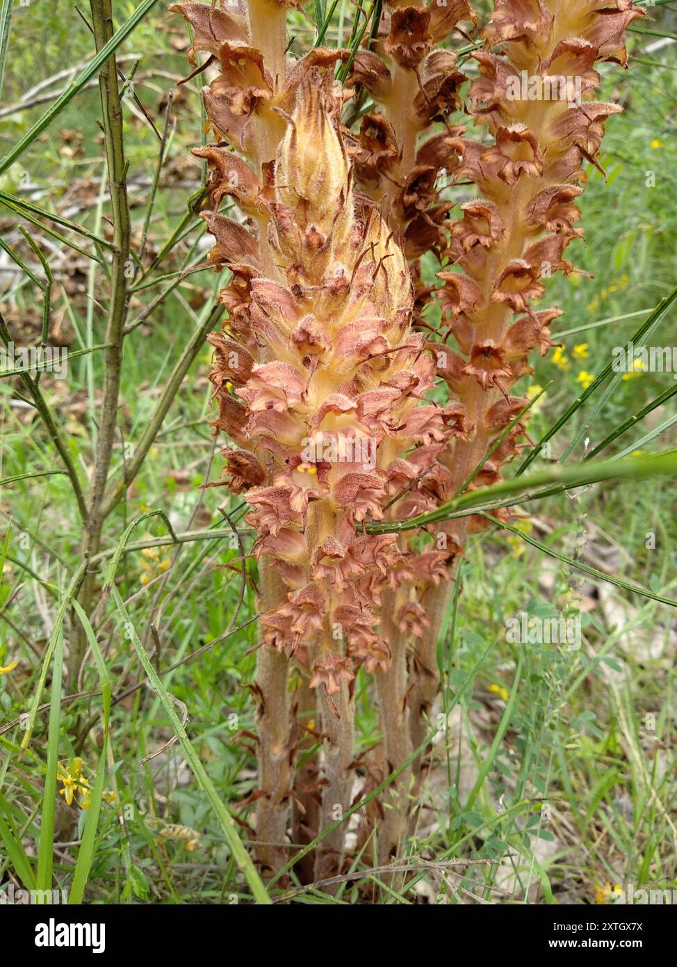 Lesser Broomrape greater broomrape (Orobanche rapum-genistae) Plantae Stock Photo - Alamy