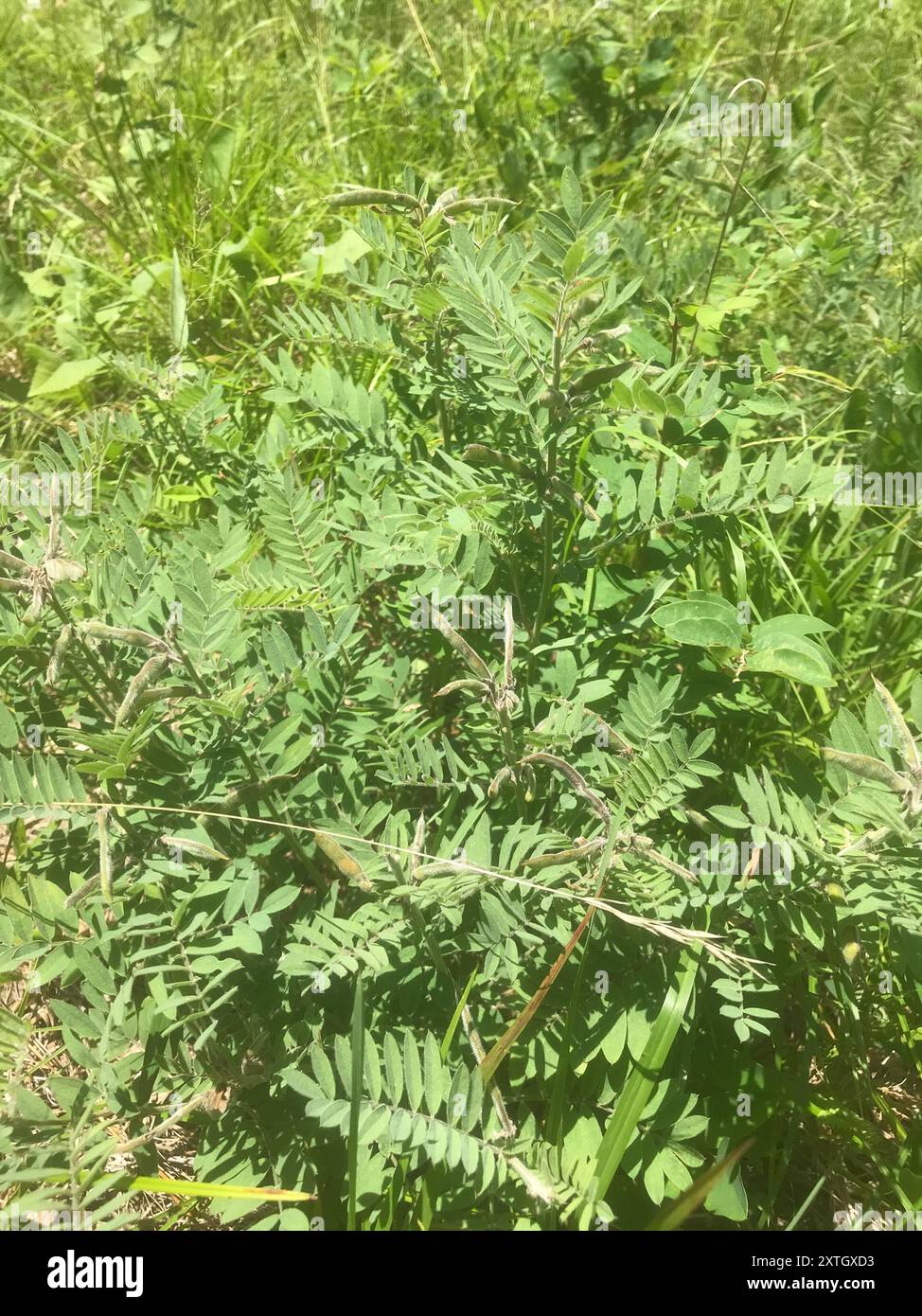goat's rue (Tephrosia virginiana) Plantae Stock Photo - Alamy