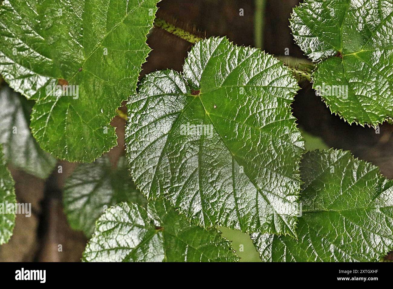 Chinese Bramble (Rubus tricolor) Plantae Stock Photo - Alamy