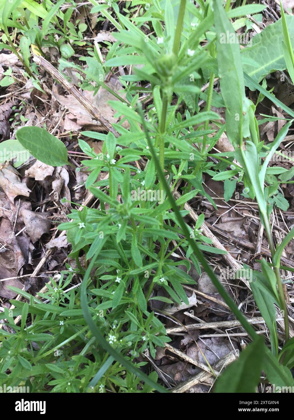 catchweed bedstraw (Galium aparine) Plantae Stock Photo - Alamy