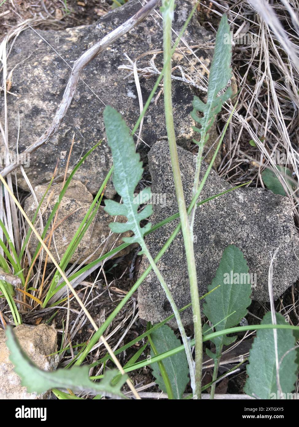 Prairie Groundsel (Packera plattensis) Plantae Stock Photo