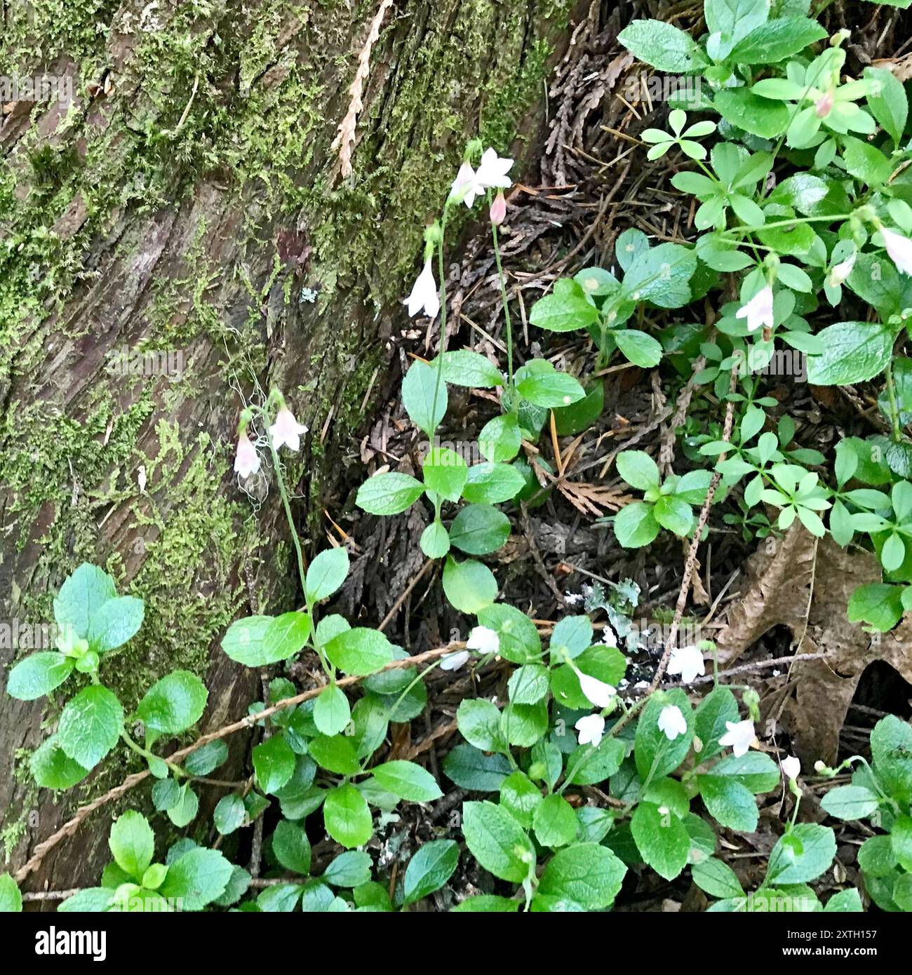 Twinflower (Linnaea borealis) Plantae Stock Photo - Alamy