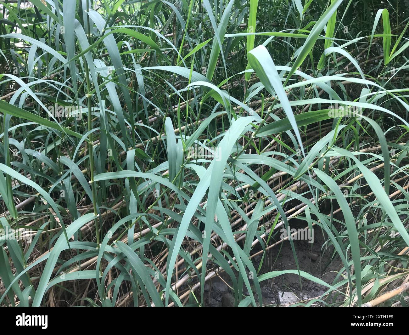 giant reed (Arundo donax) Plantae Stock Photo - Alamy