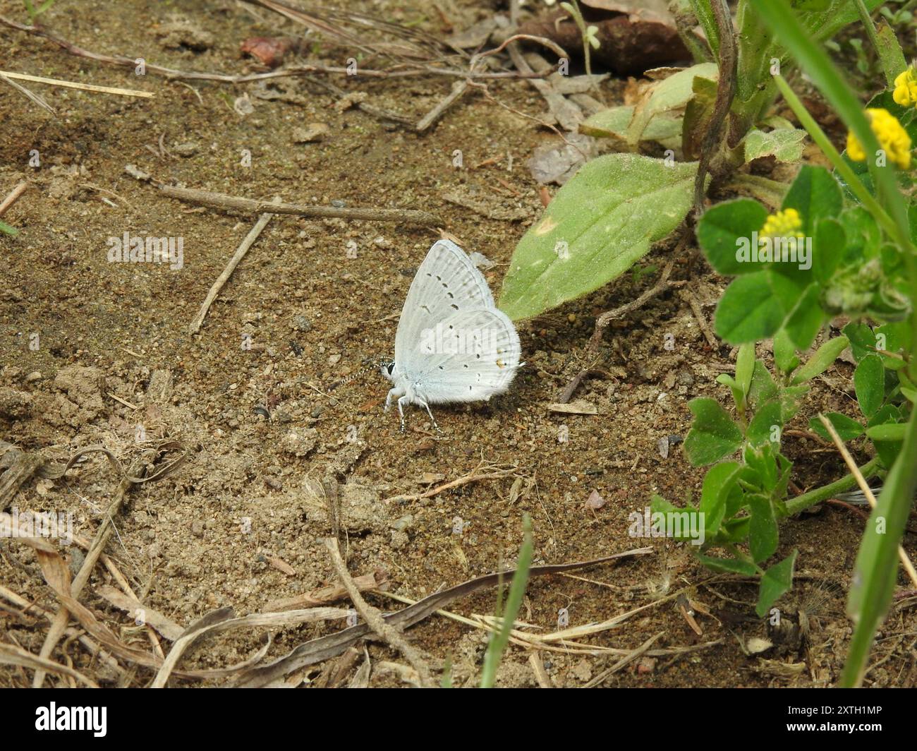 Western Tailed-Blue (Cupido amyntula) Insecta Stock Photo - Alamy