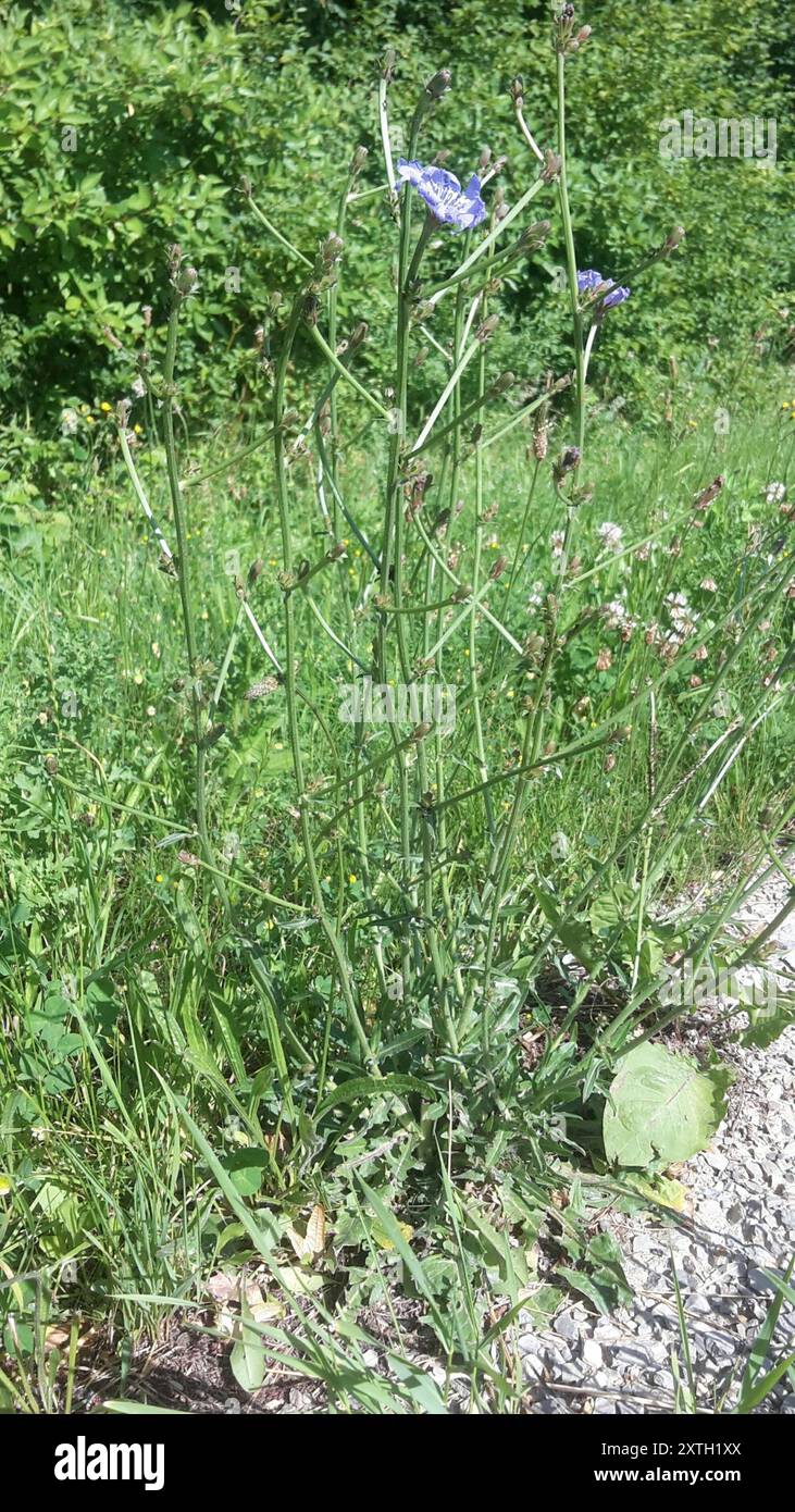 chicory (Cichorium intybus) Plantae Stock Photo - Alamy