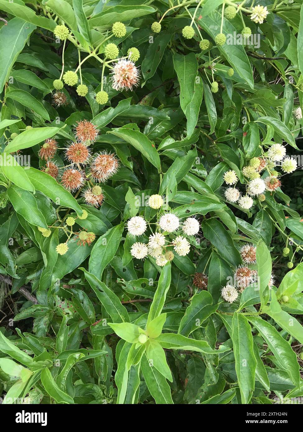 buttonbush (Cephalanthus occidentalis) Plantae Stock Photo - Alamy
