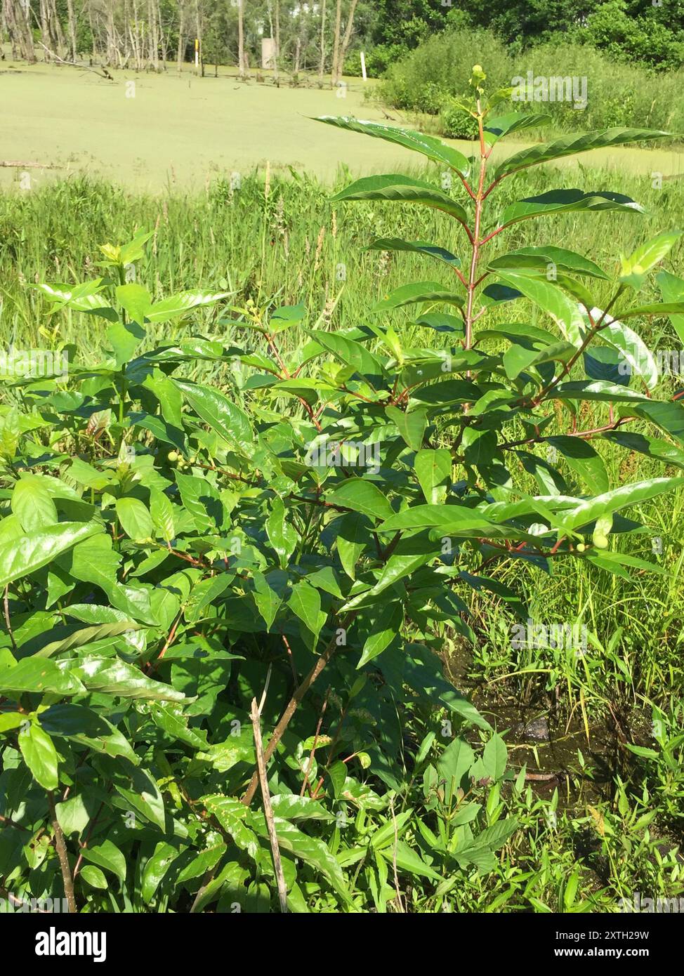 buttonbush (Cephalanthus occidentalis) Plantae Stock Photo - Alamy