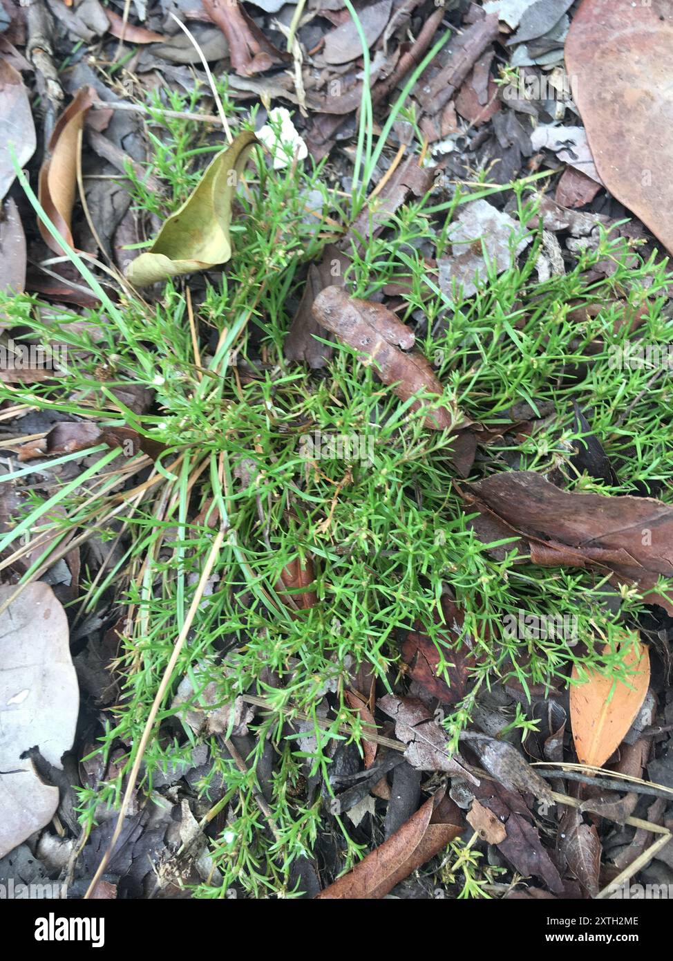 Rust Weed (Polypremum procumbens) Plantae Stock Photo - Alamy