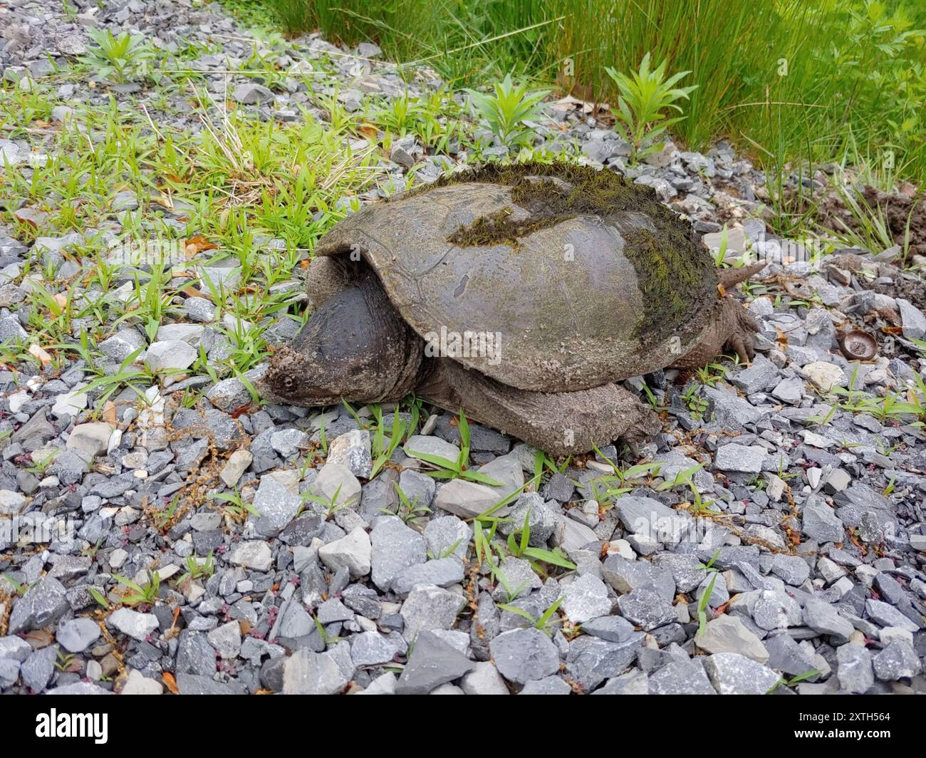 Common Snapping Turtle (Chelydra serpentina) Reptilia Stock Photo - Alamy