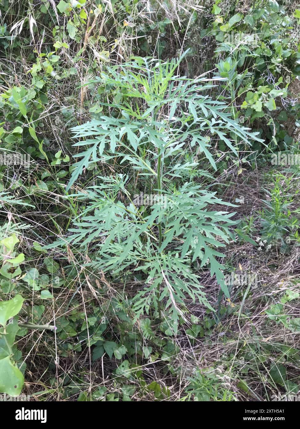 Ragweeds (Ambrosia) Plantae Stock Photo - Alamy