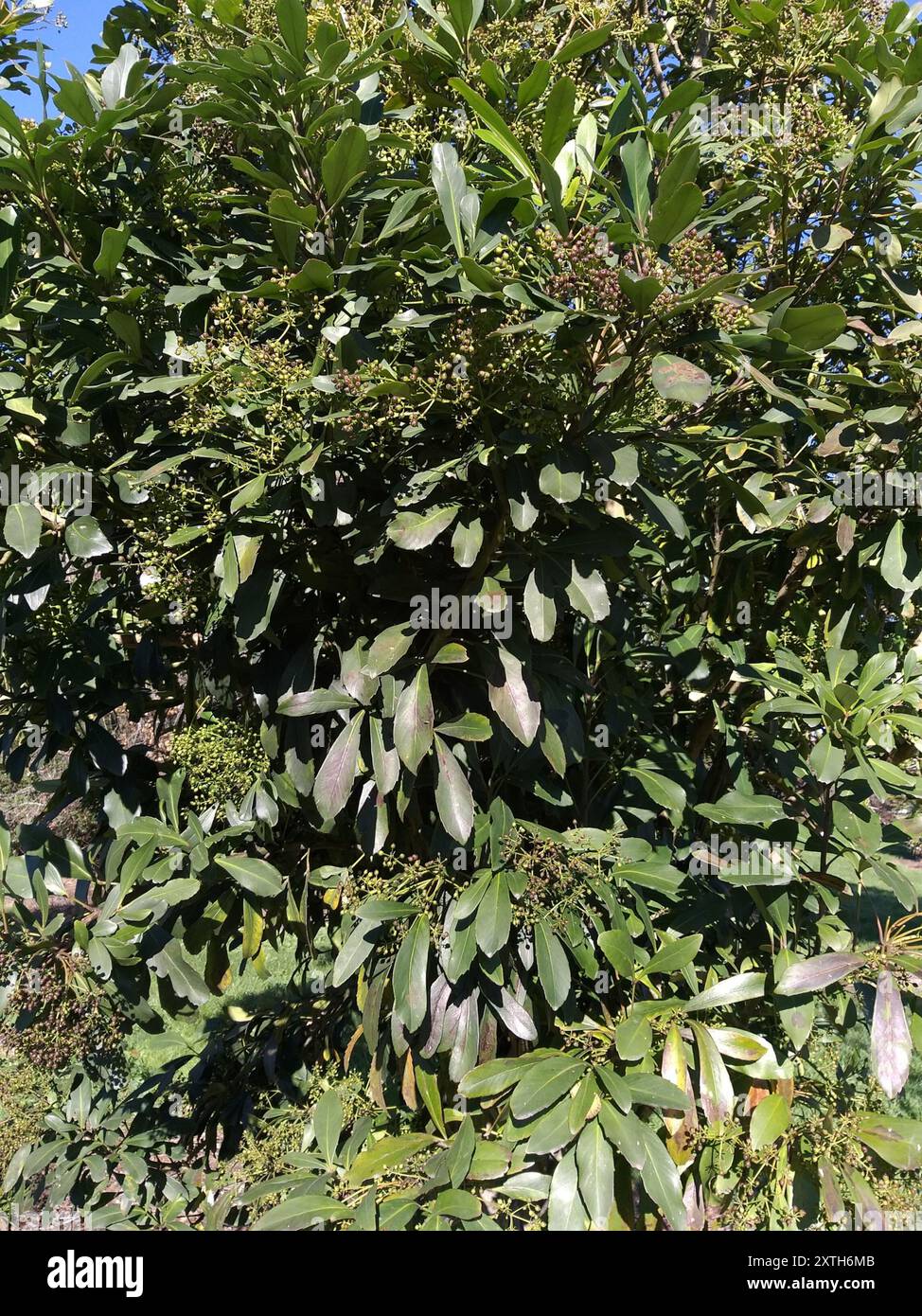 Lancewood (Pseudopanax crassifolius) Plantae Stock Photo