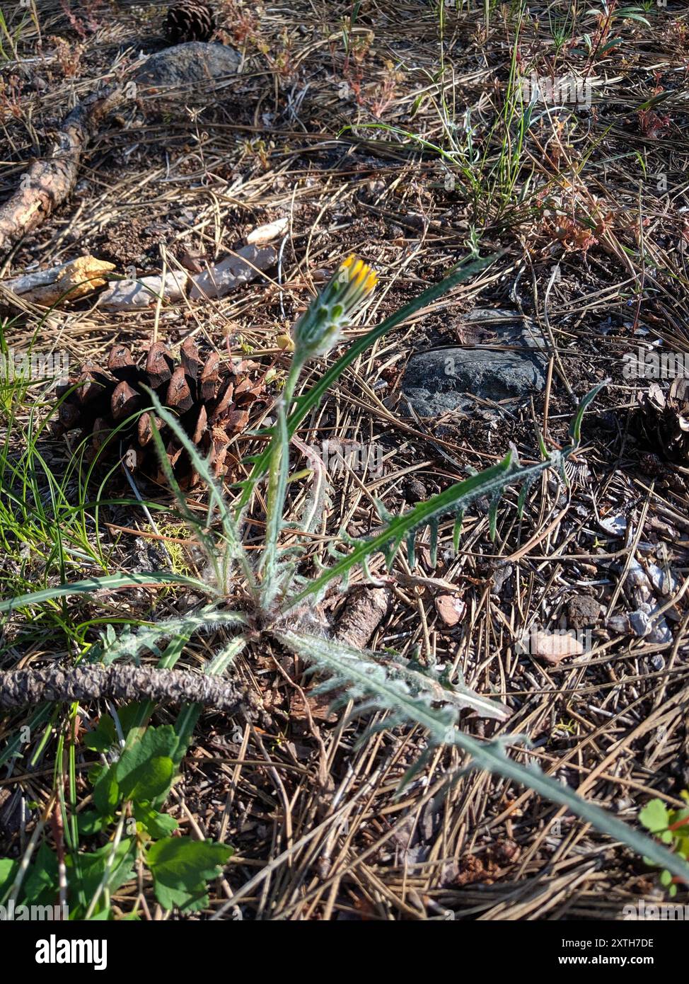 bigflower agoseris (Agoseris grandiflora) Plantae Stock Photo Alamy