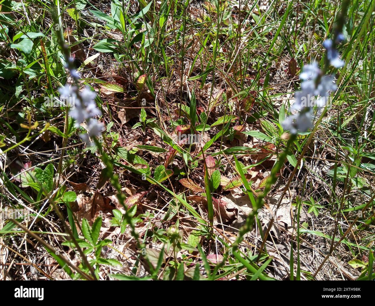 Verbena Simplex Verbena simplex hi-res stock photography and images - Alamy