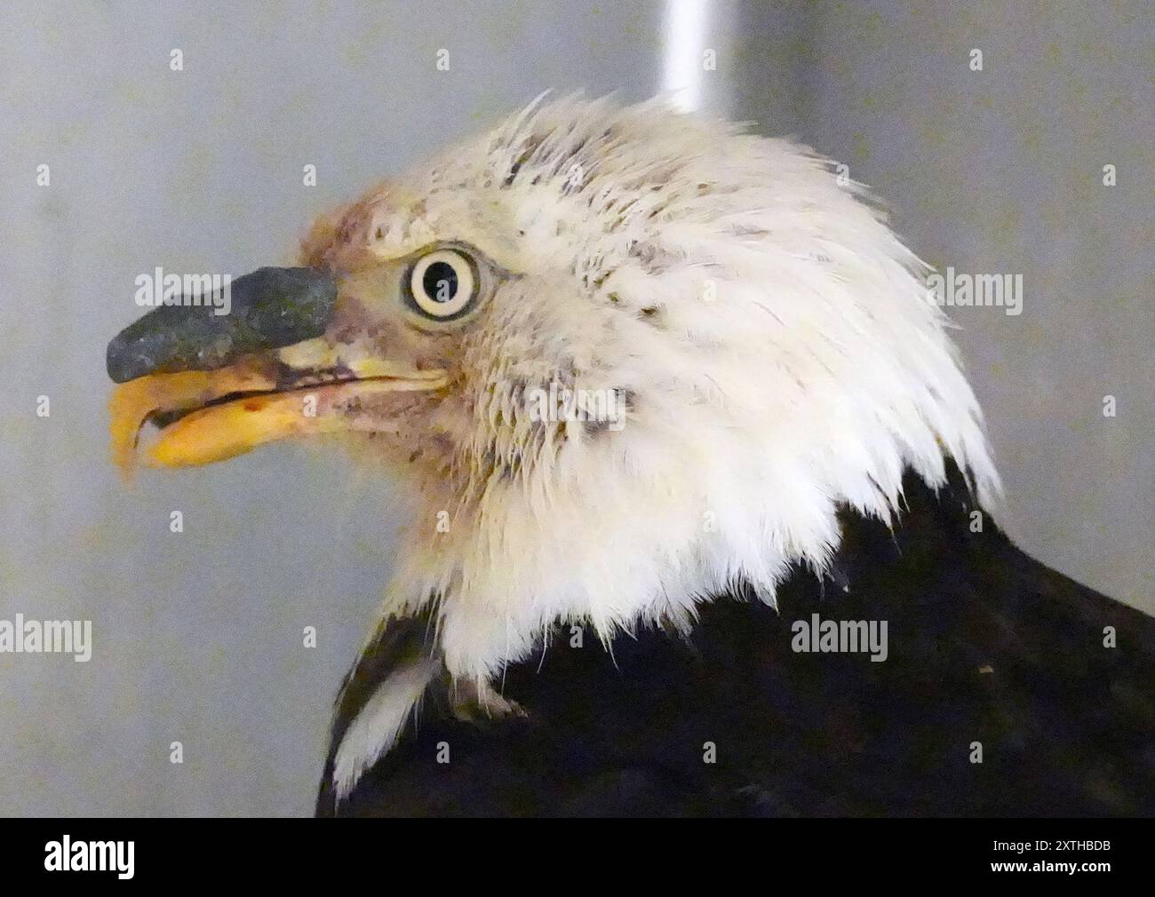 Fenton, United States. 14th Aug, 2024. An American Bald Eagle, patient number 24390, sits in his cage, recovering from a gunshot wound to his beak and trauma to his wing, at the World Bird Sanctuary in Fenton, Missouri on Wednesday, August 14, 2024. The male bird, about five years old, was found injured on the side of the road in Vienna, Missouri on July 11. Medical staff are using dental epoxy and splints to repair the beak. Photo by Bill Greenblatt/UPI Credit: UPI/Alamy Live News Stock Photo