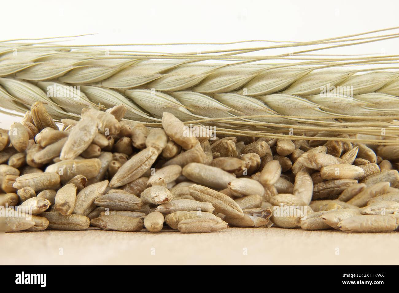 Detailed image of corn plant hi-res stock photography and images - Alamy