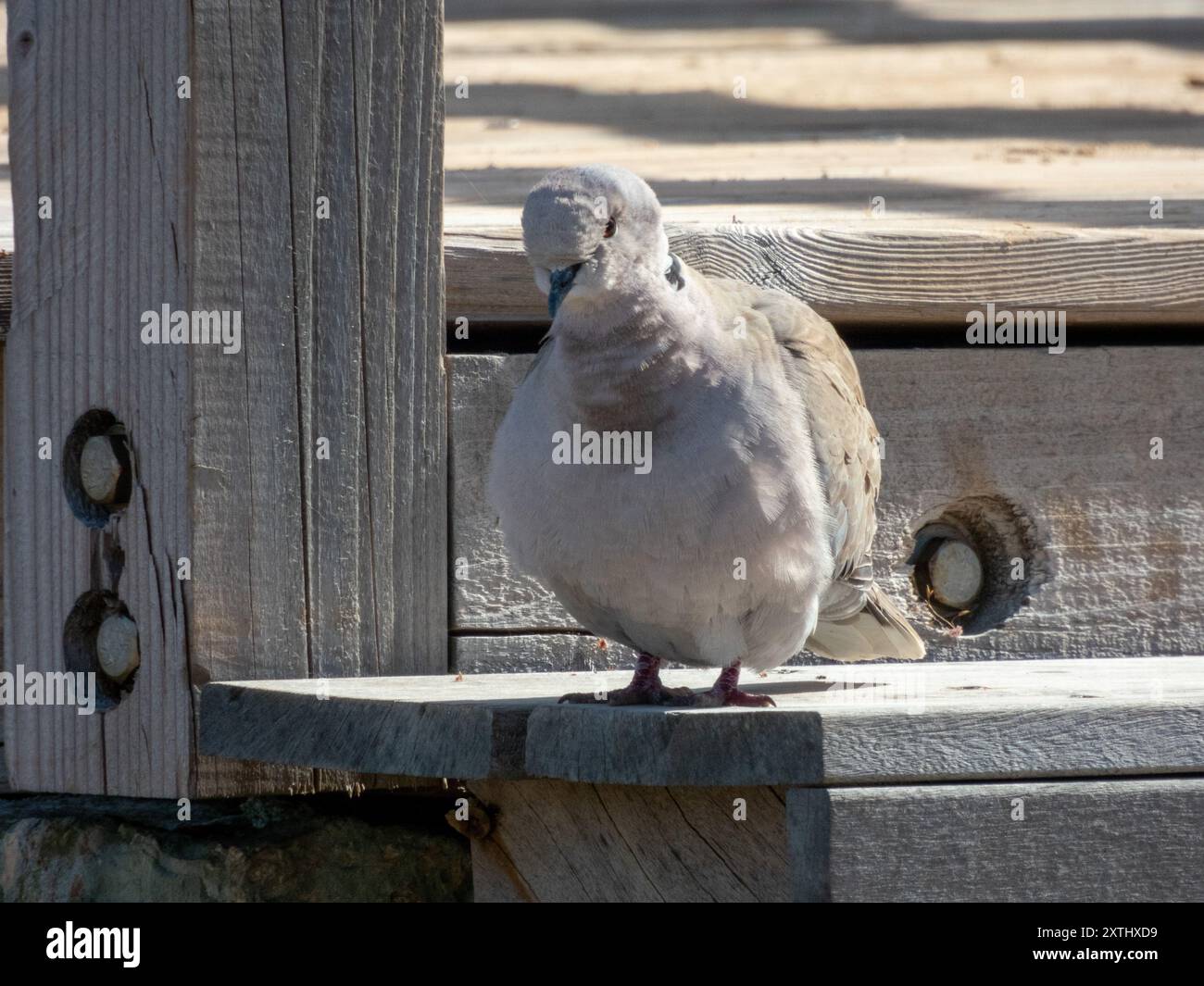 The Eurasian collared dove (Streptopelia decaocto) Stock Photo