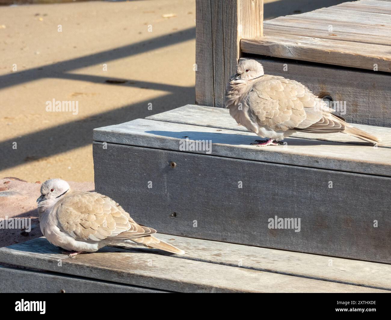 The Eurasian collared dove (Streptopelia decaocto) Stock Photo