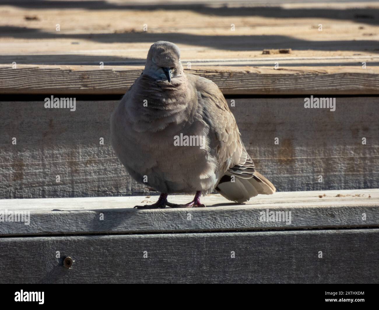 The Eurasian collared dove (Streptopelia decaocto) Stock Photo