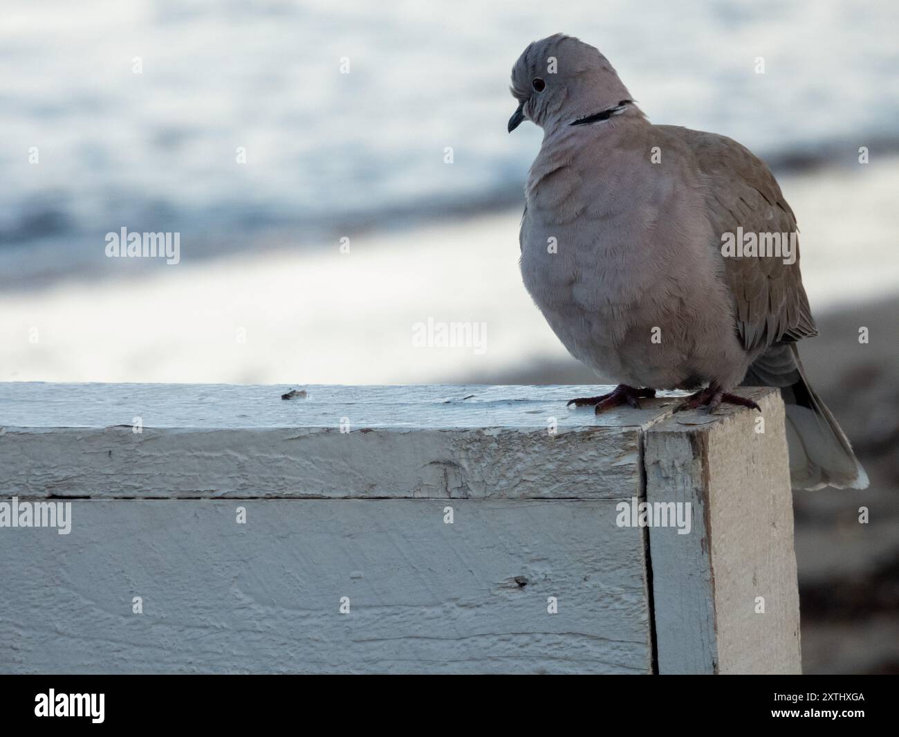 The Eurasian collared dove (Streptopelia decaocto) Stock Photo