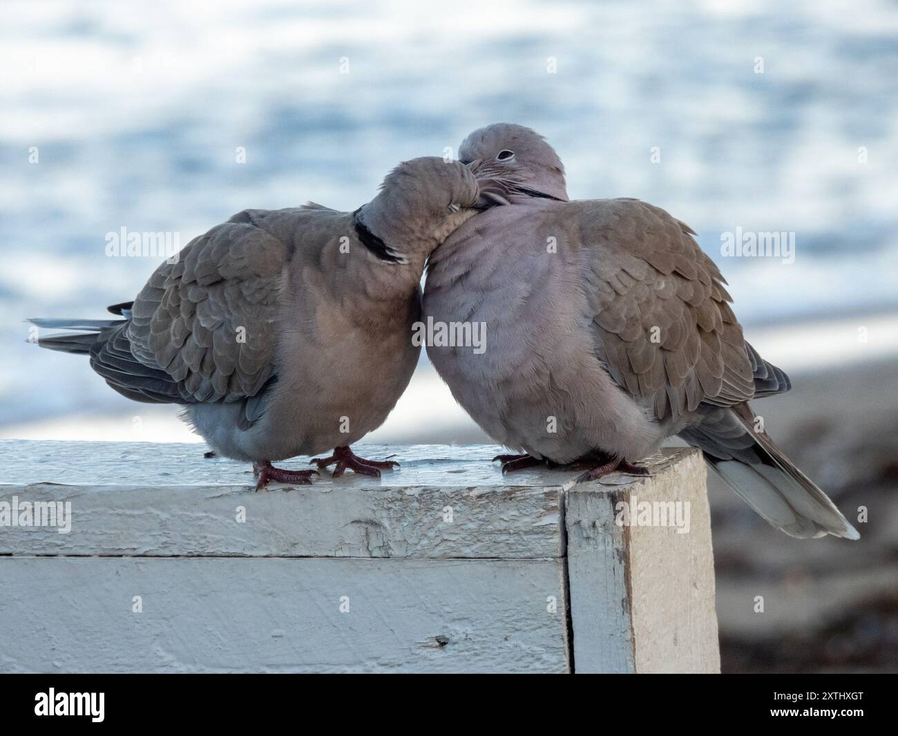 The Eurasian collared dove (Streptopelia decaocto) couple Stock Photo