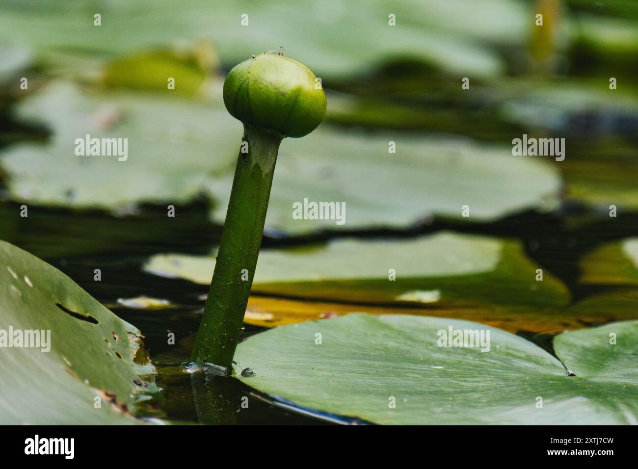Lily lilies fresh water hi-res stock photography and images - Alamy