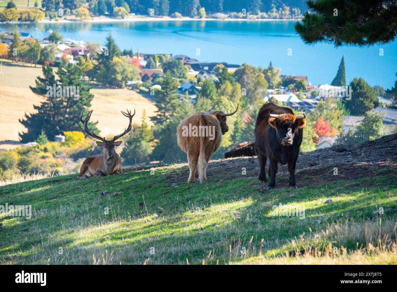 Highland Cattle in Deer Park Heights - Queenstown - New Zealand Stock ...