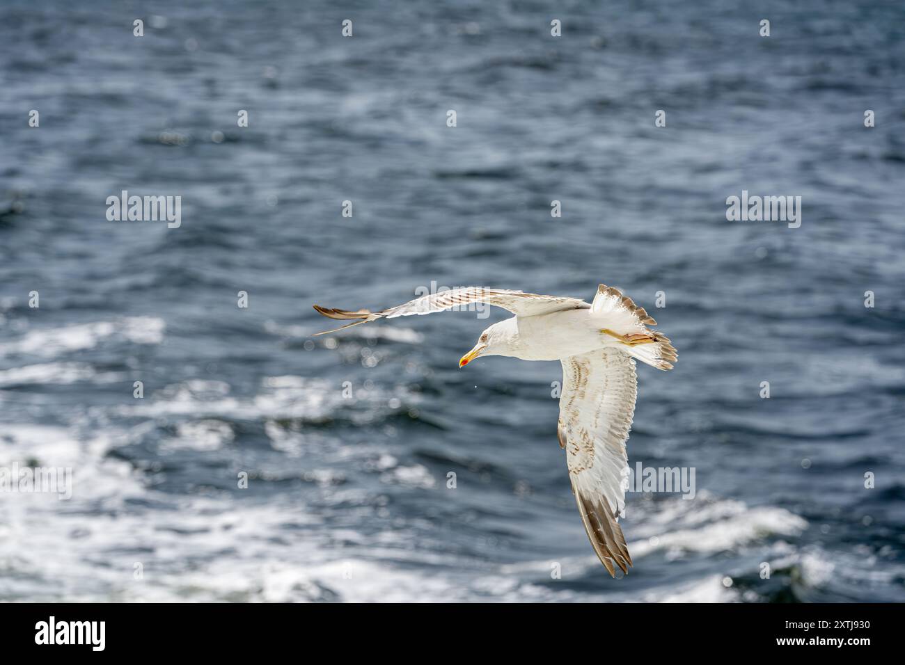 Seagull flying alone in blue sky looking at camera Stock Photo