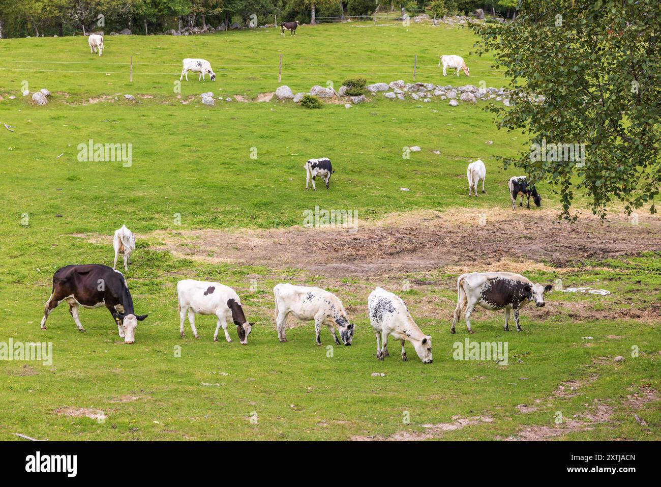 Dairy cattle grazing in the countryside Stock Photo - Alamy