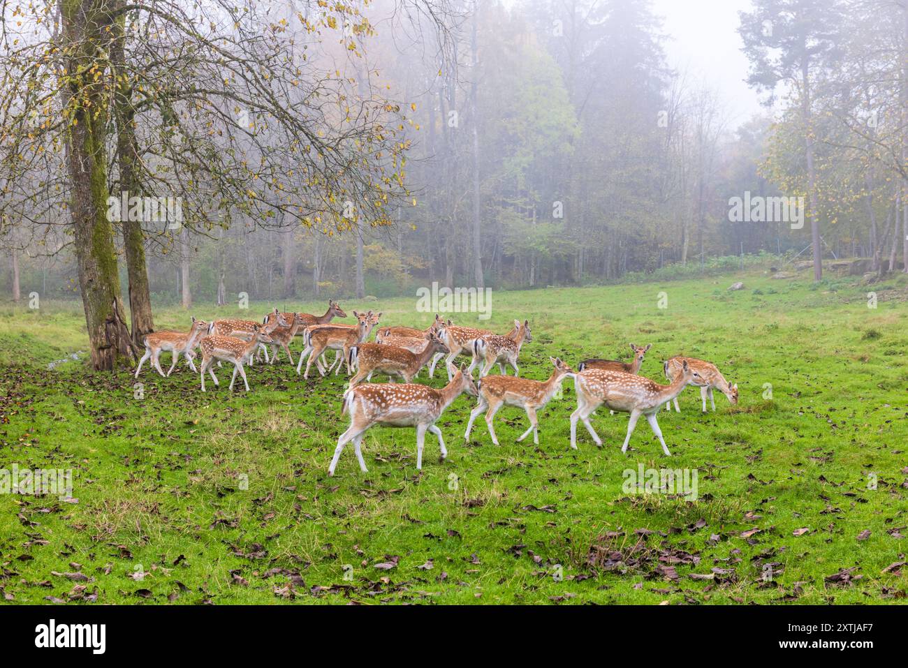 Forest deer autumn hi-res stock photography and images - Alamy