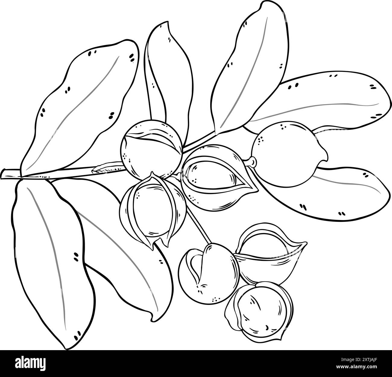 Macadamia Branch with Nuts Outline Illustration Stock Vector Image ...
