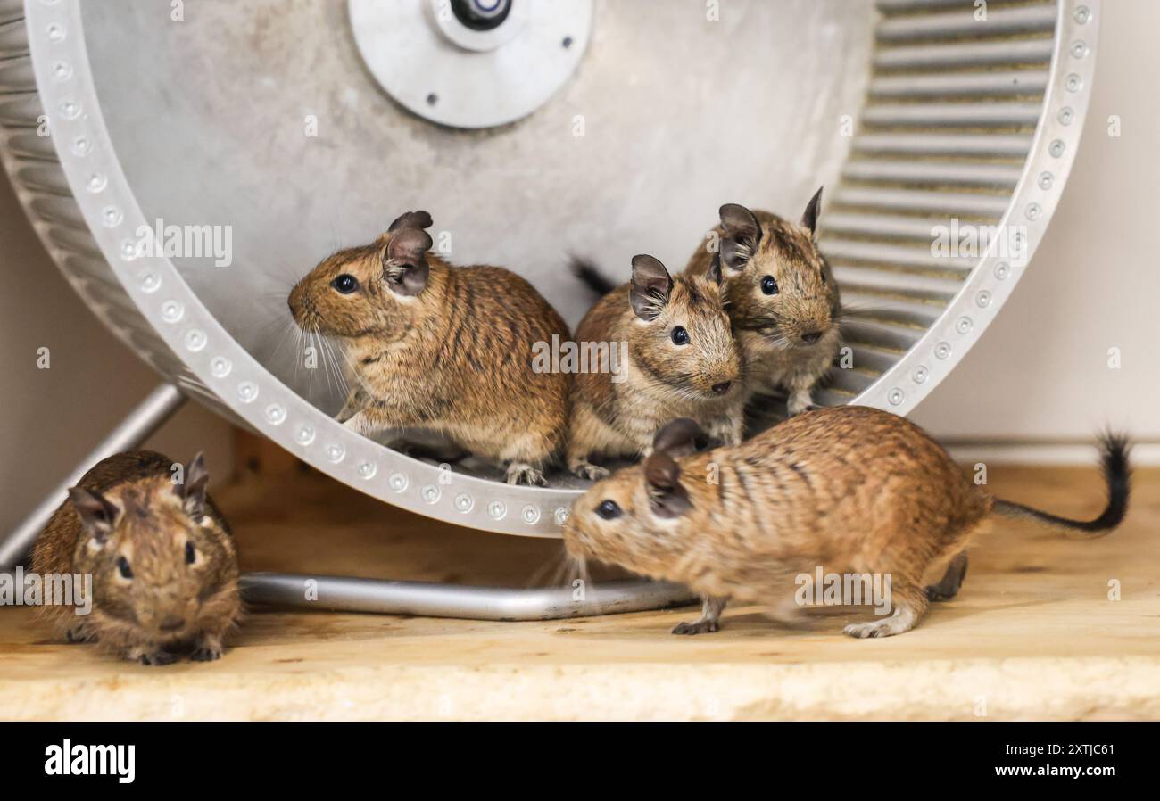 Hamburg, Germany. 14th Aug, 2024. Degus (shrub rat/octodon) play in their pen at the Süderstraße animal shelter. Credit: Christian Charisius/dpa/17�Թ����� Live News Stock Photo